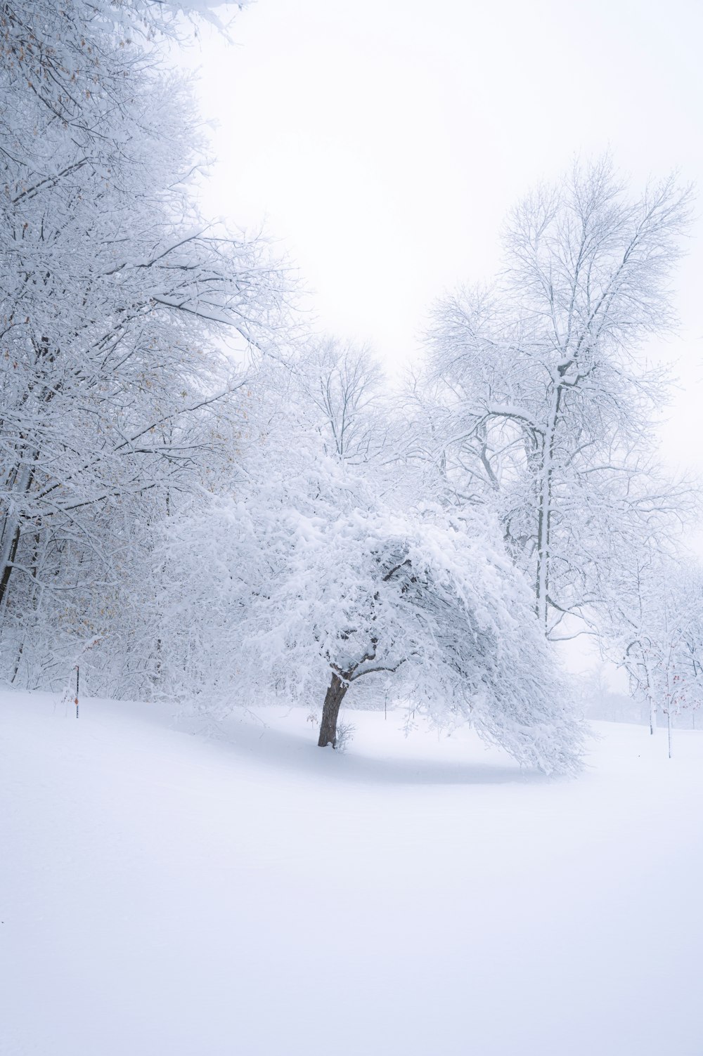 a tree covered in snow in a park