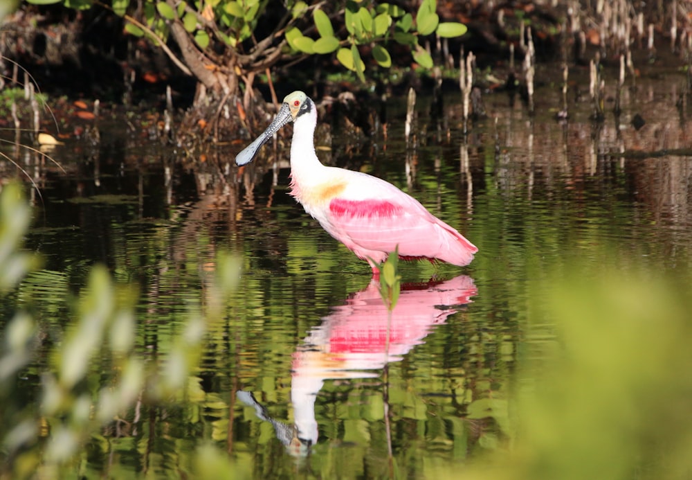 a pink and white bird standing in a body of water