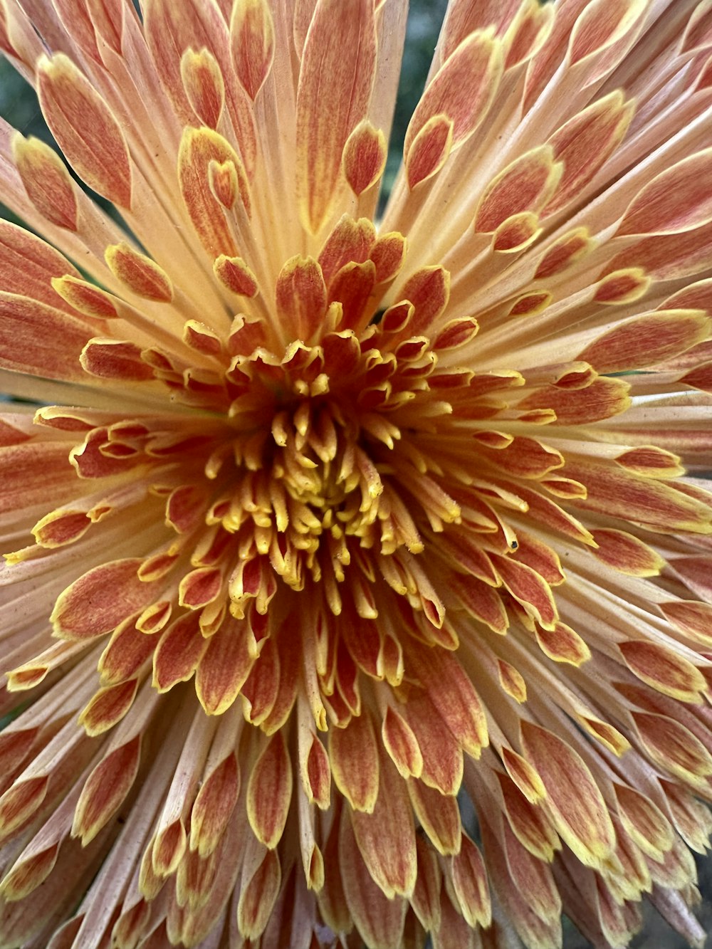 a close up of a flower with yellow and red petals