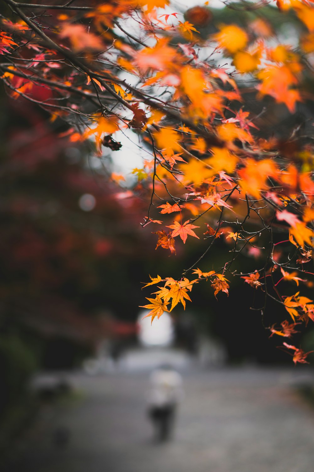 a fire hydrant sitting next to a tree with orange leaves