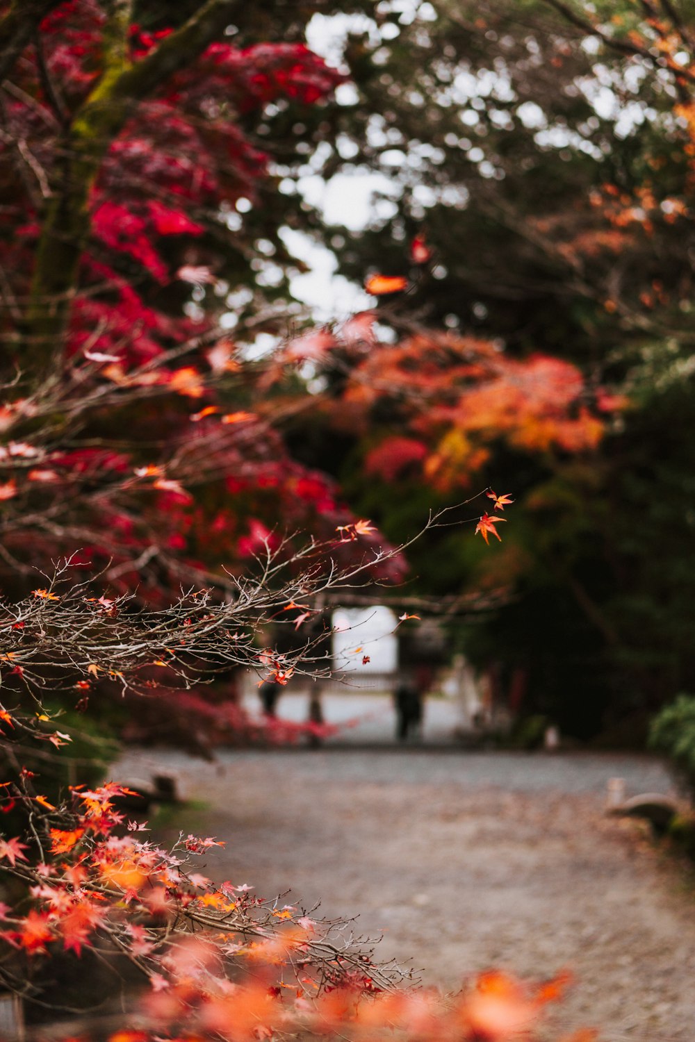 a pathway that has a bunch of leaves on it