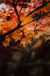 Close-up of a painting featuring detailed autumn leaves gently swaying, with warm browns and golds highlighting the scene.
