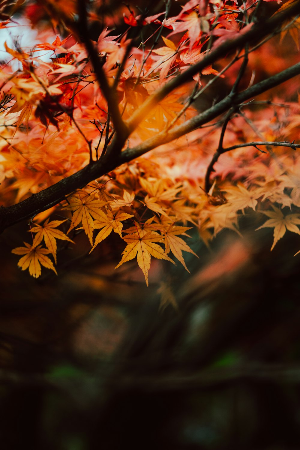 a close up of a tree with yellow and red leaves