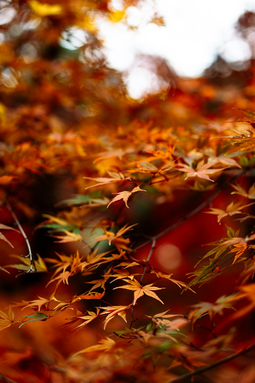 a bunch of leaves that are on a tree