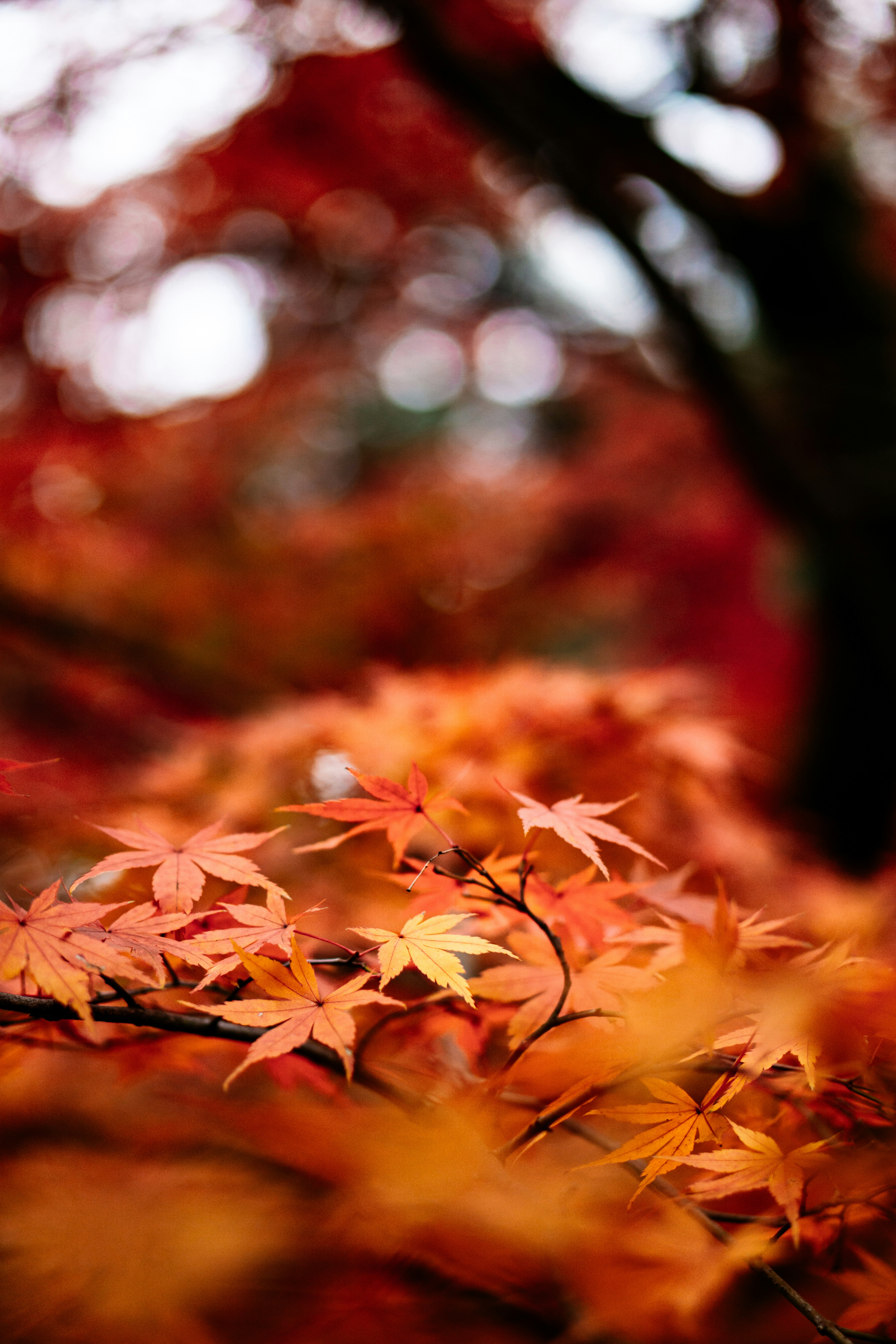 Photo by dianainjapan