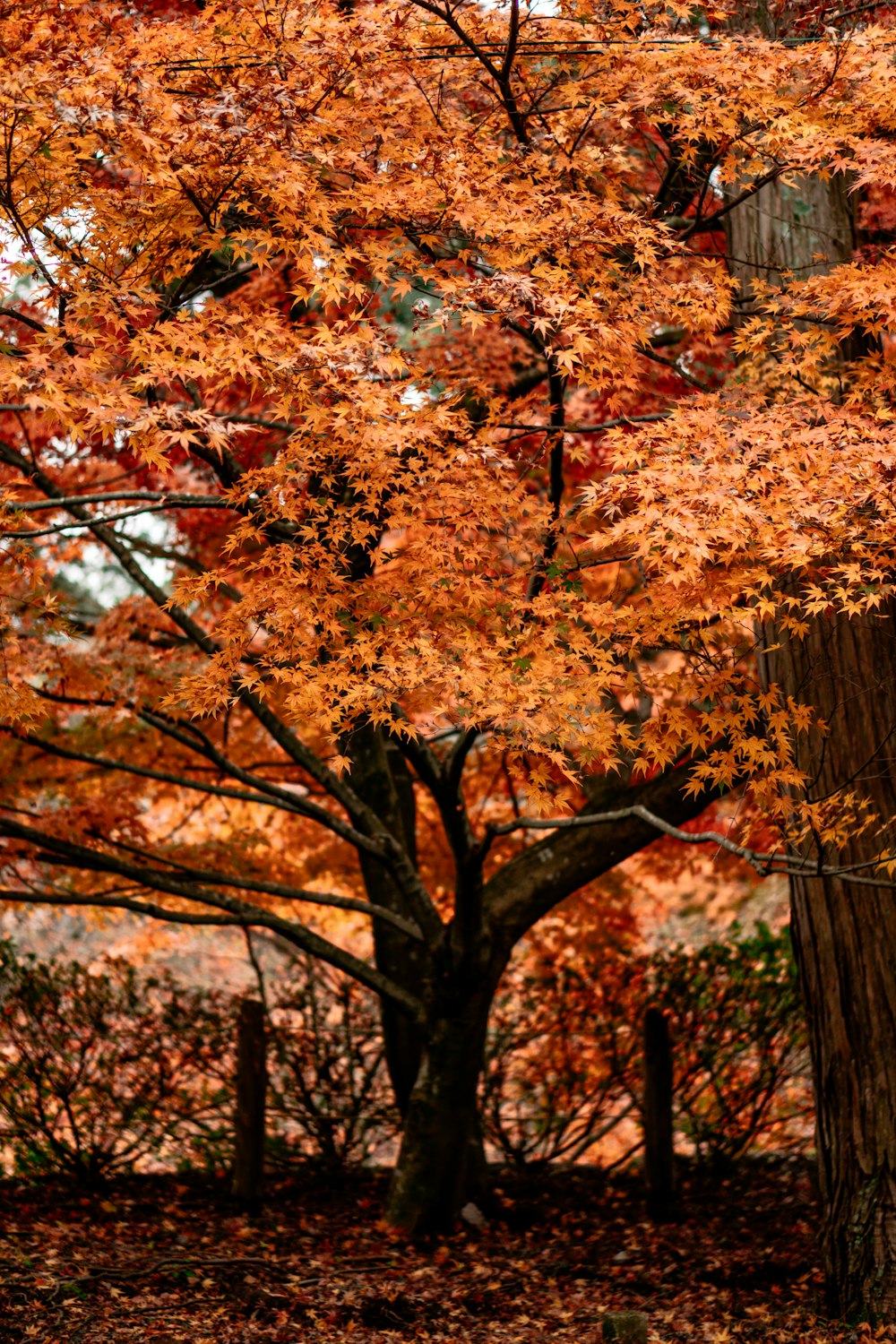 a tree with orange leaves in the fall