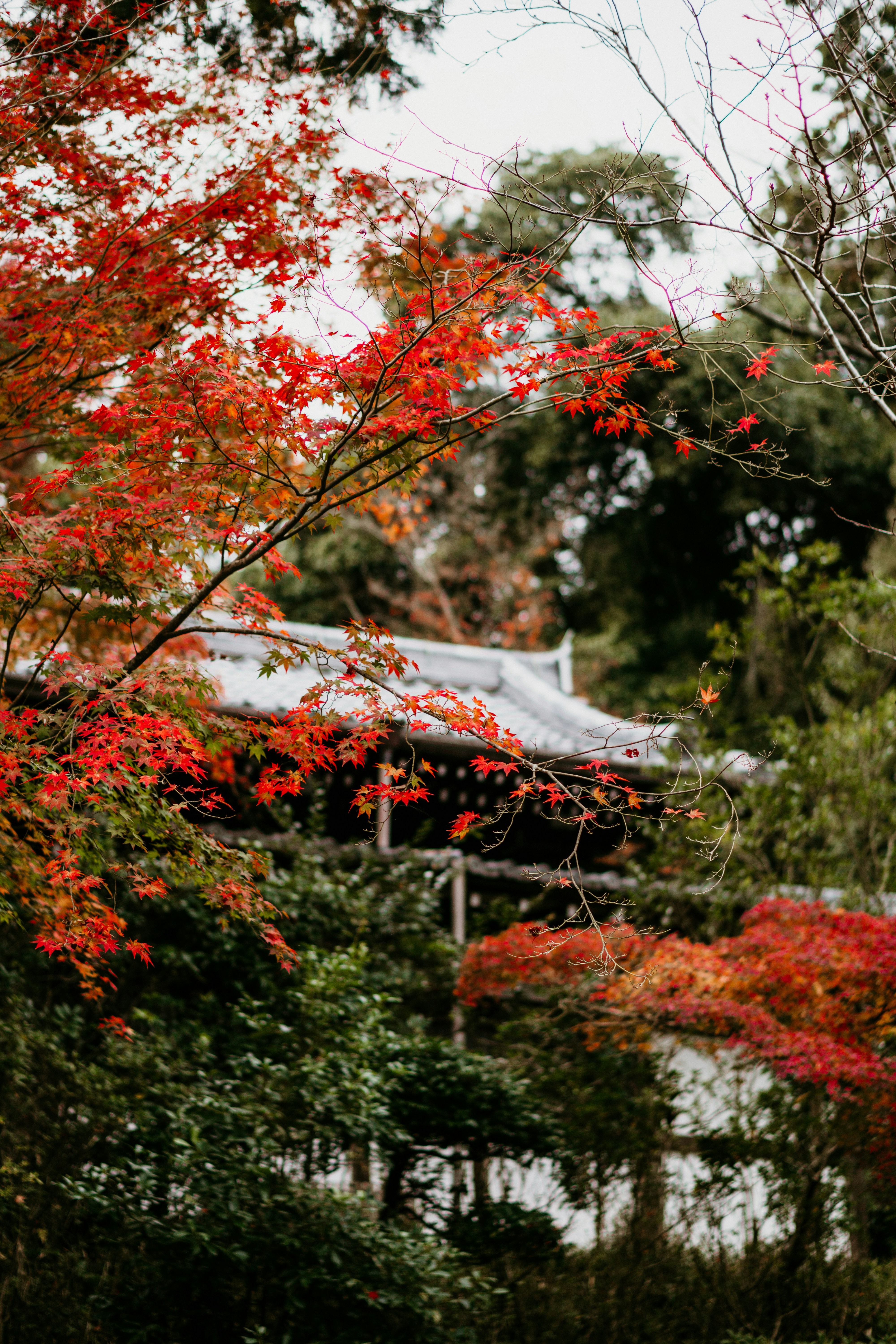 Photo by dianainjapan