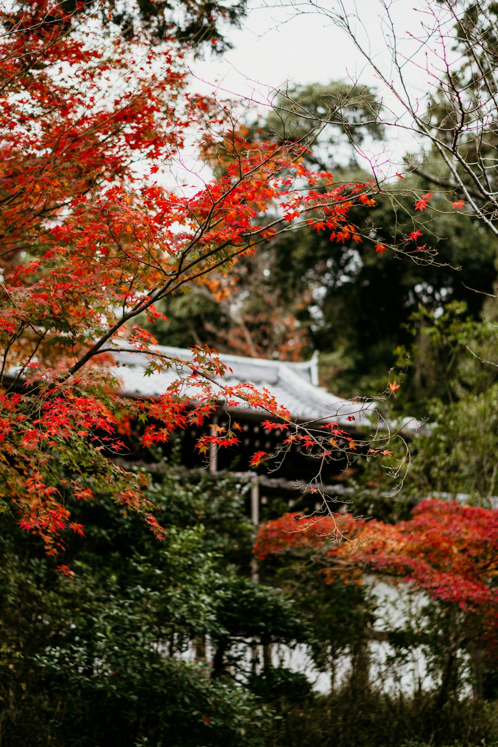 a tree with red leaves and a building in the background