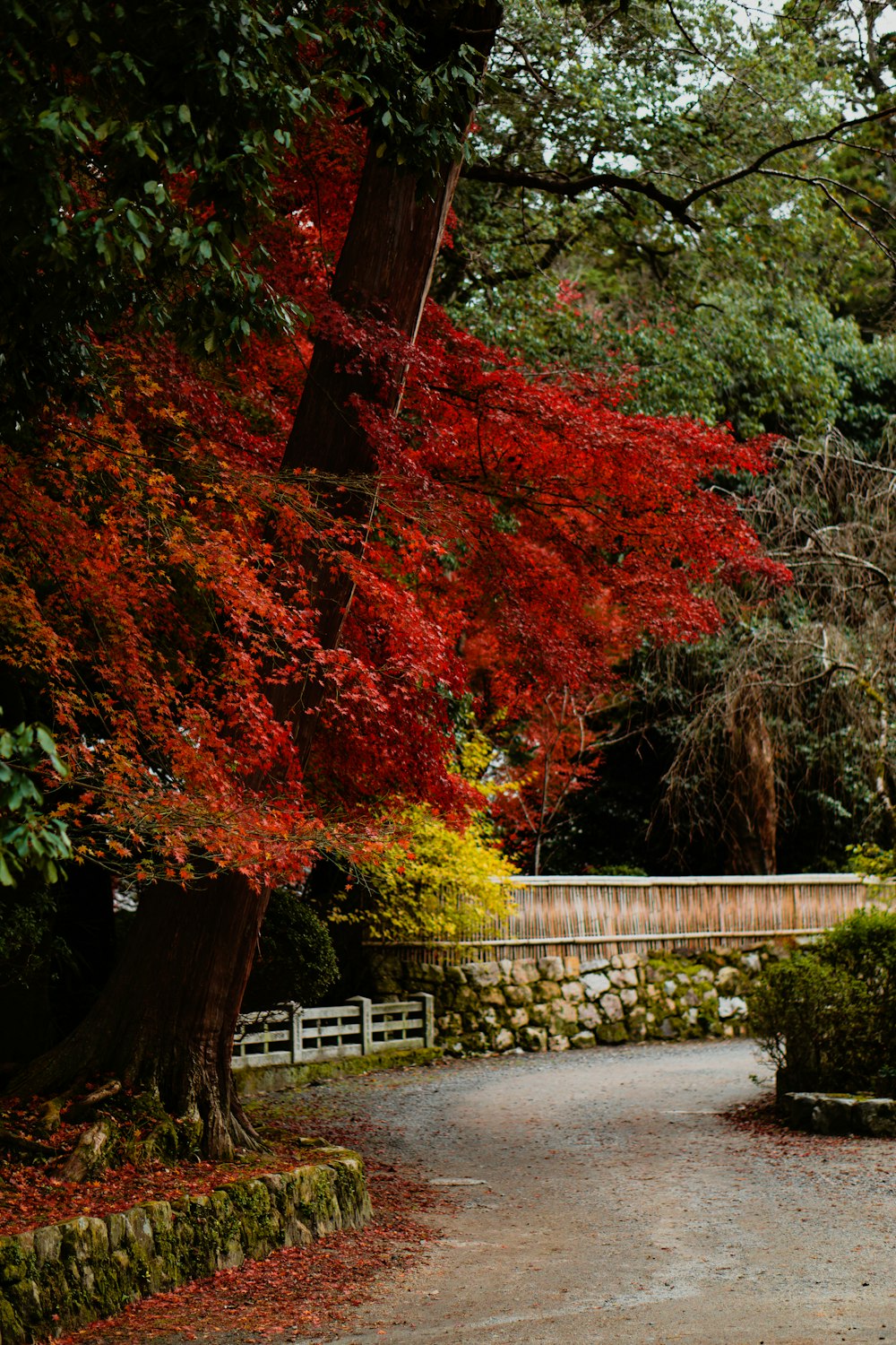 a red tree in a park with a bridge in the background