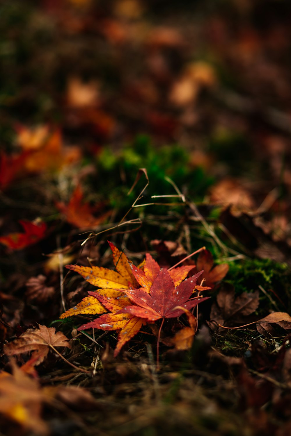 a red and yellow leaf laying on the ground