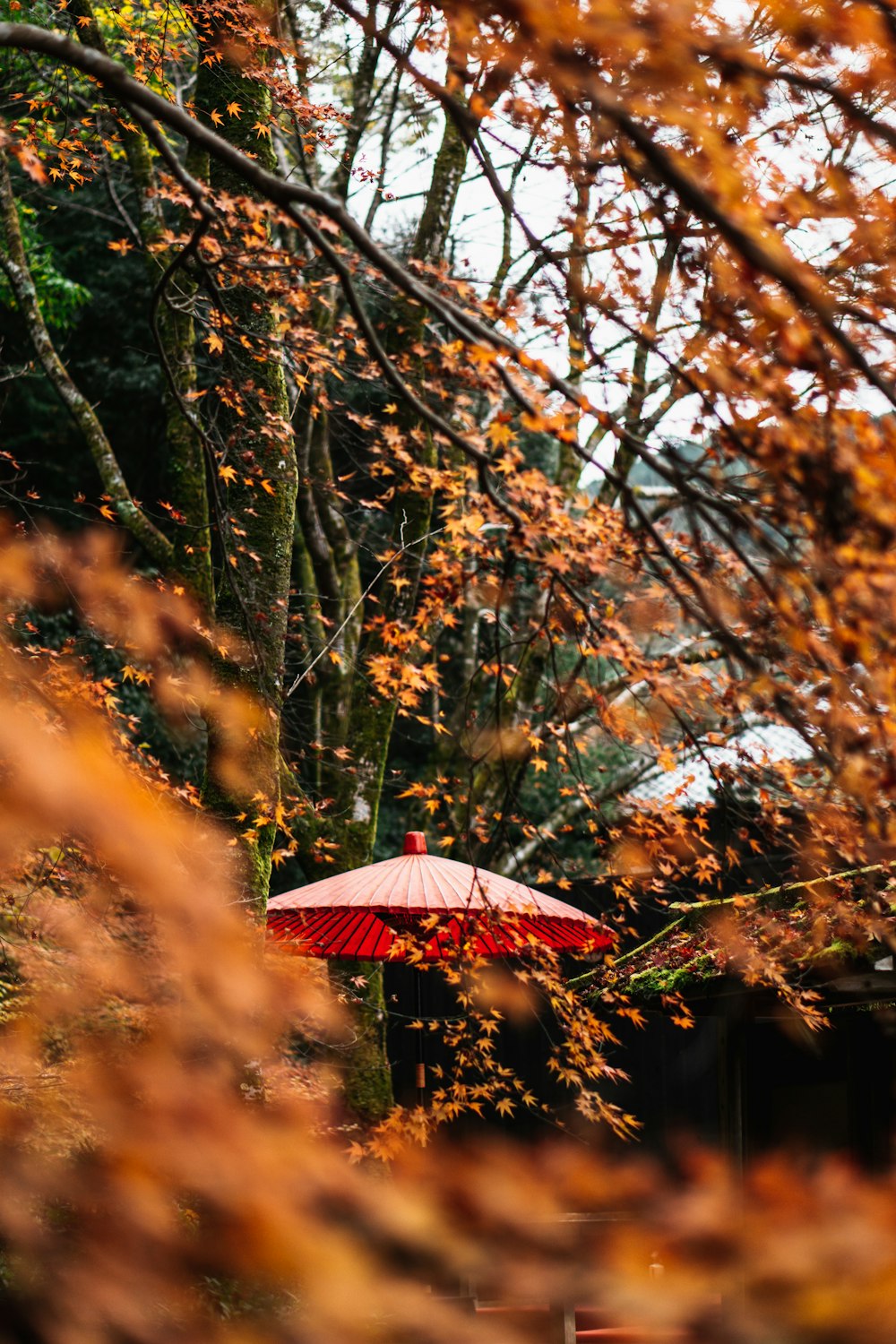 a red umbrella sitting in the middle of a forest