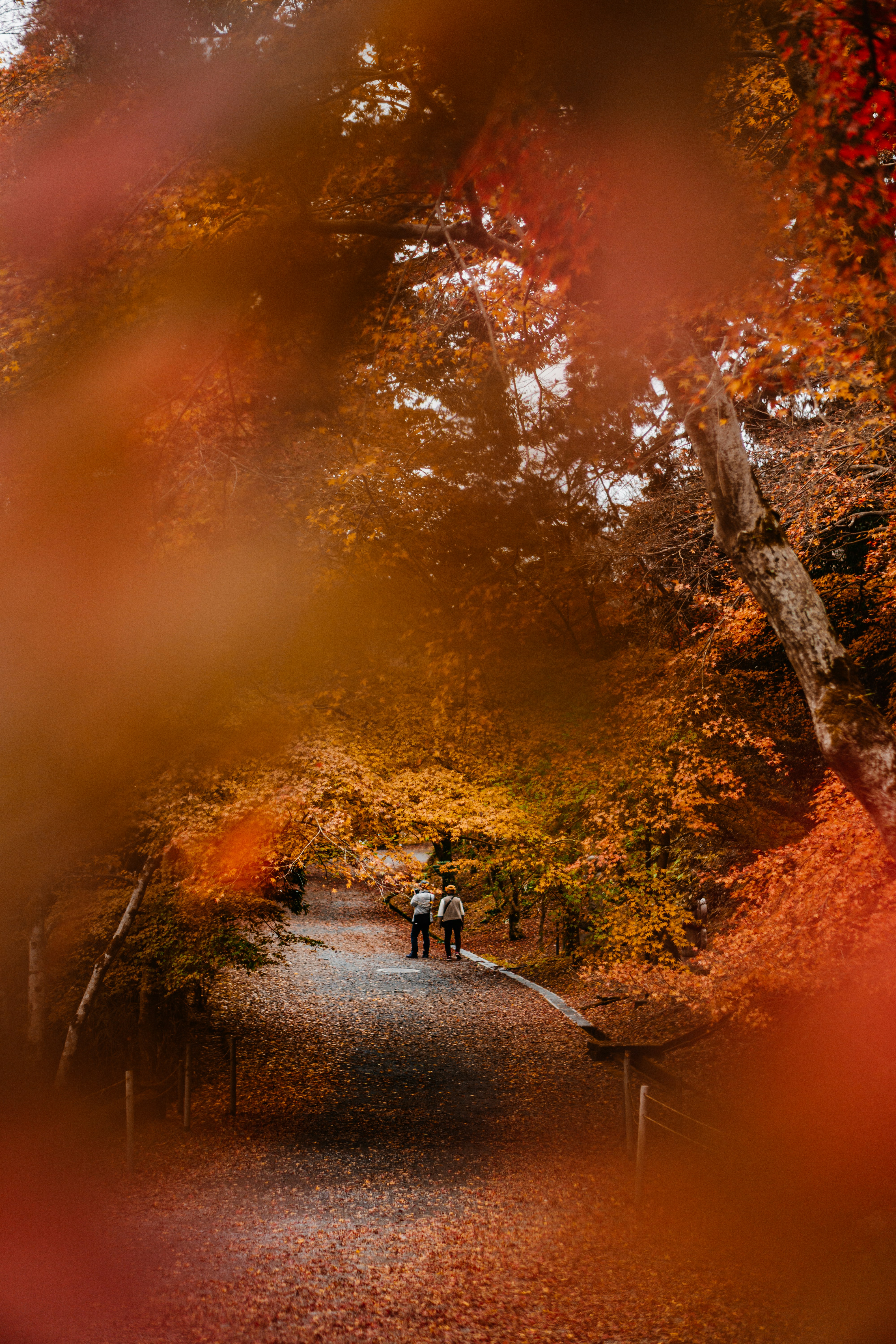 Photo by dianainjapan