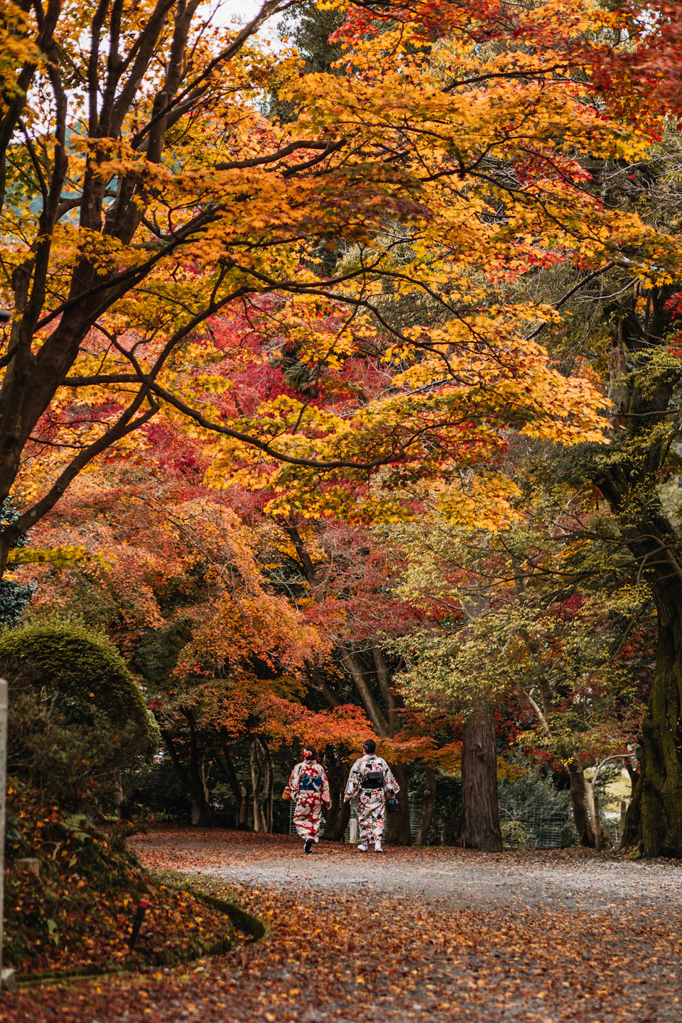 Maple trees at peak autumn colour in red, orange and gold over a shaded garden