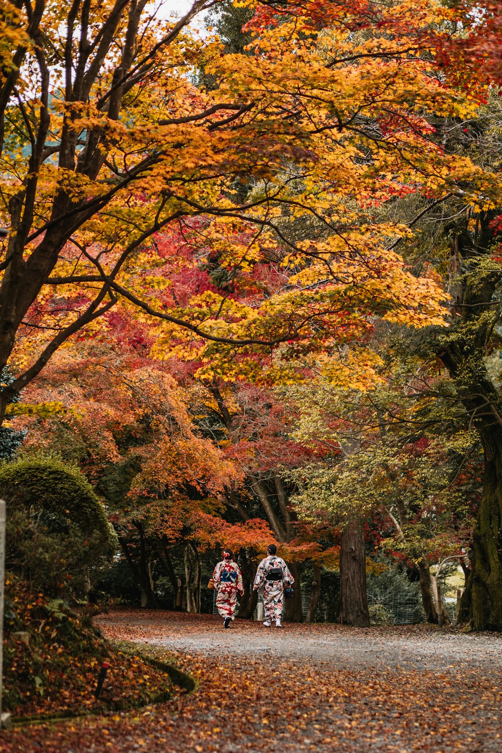 two people walking down a leaf covered path