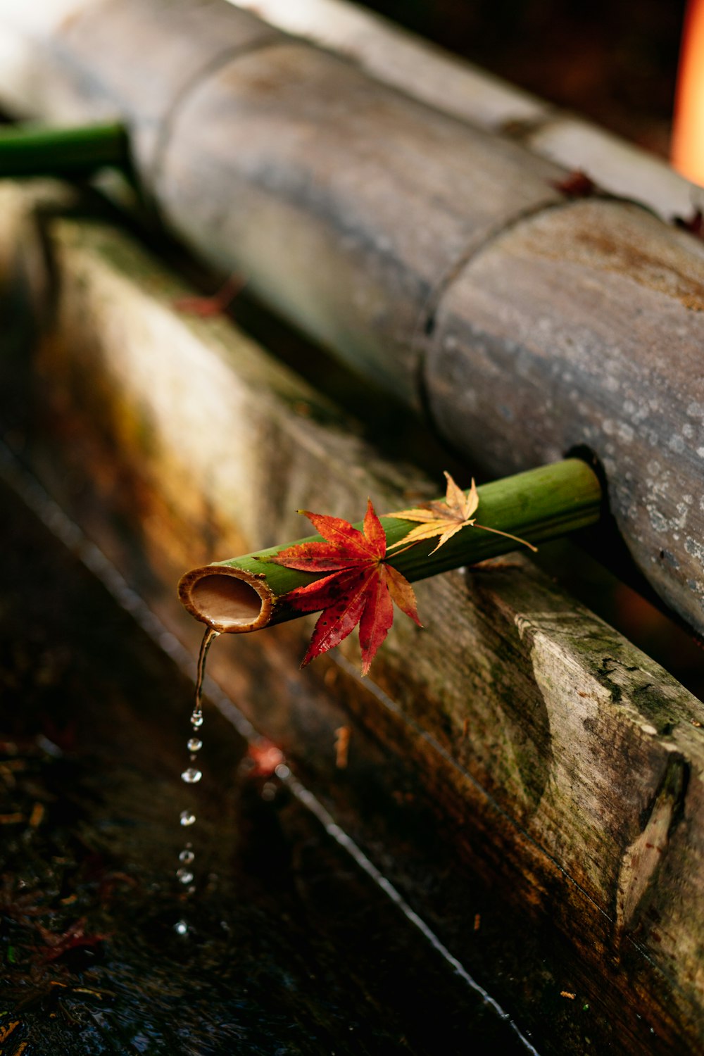 a flower that is sitting on a wooden bench