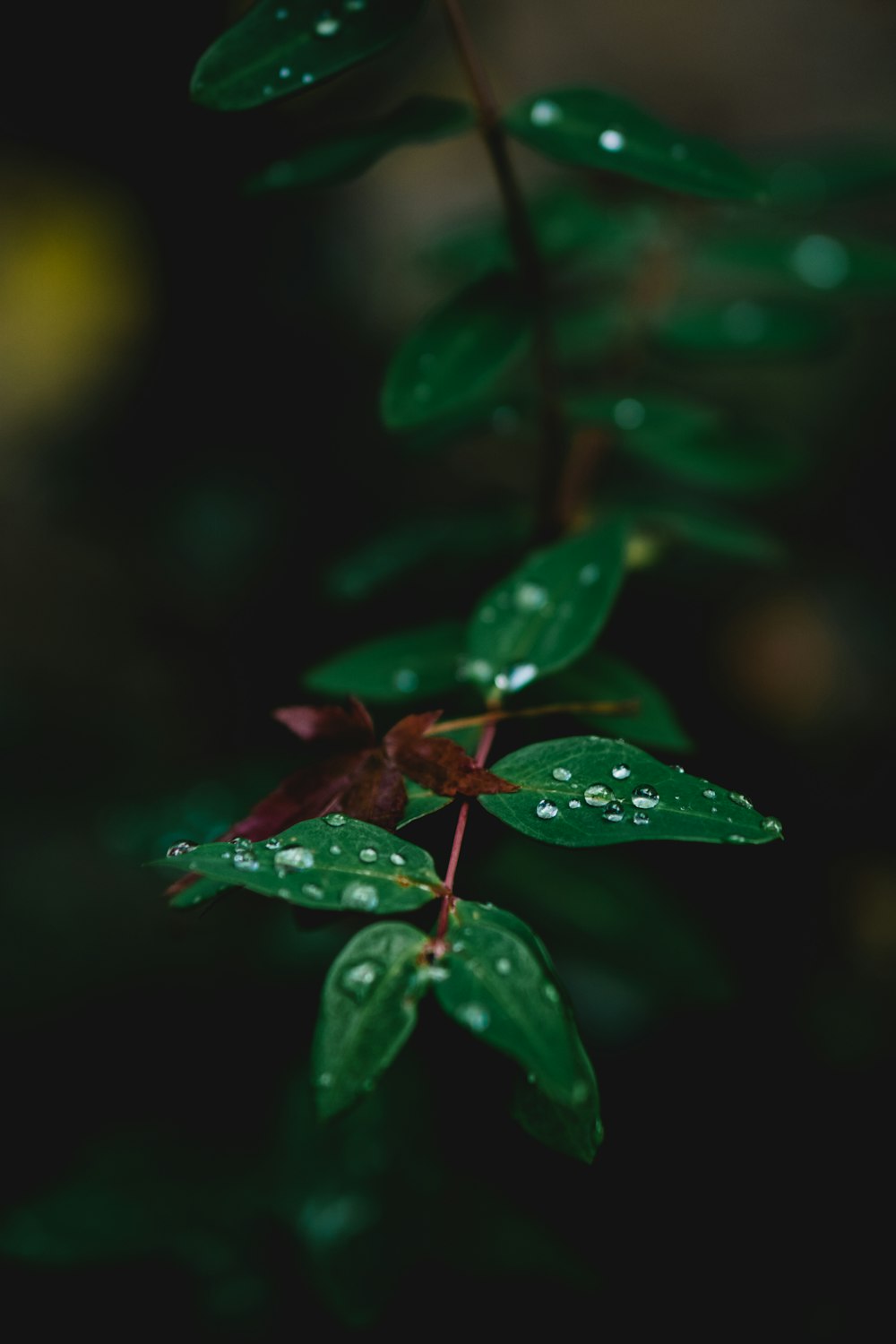 a close up of a plant with water droplets on it