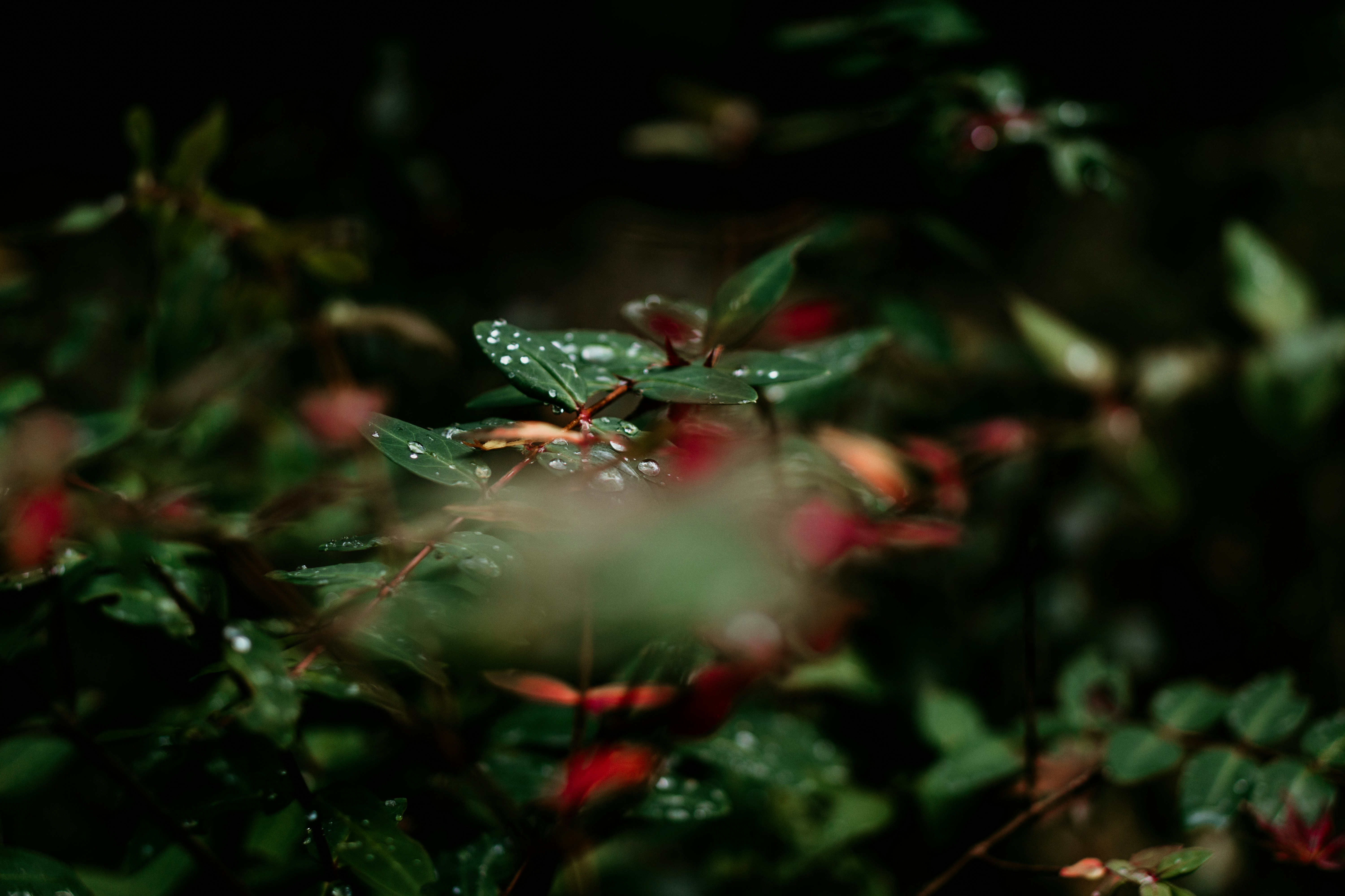 Photo by dianainjapan