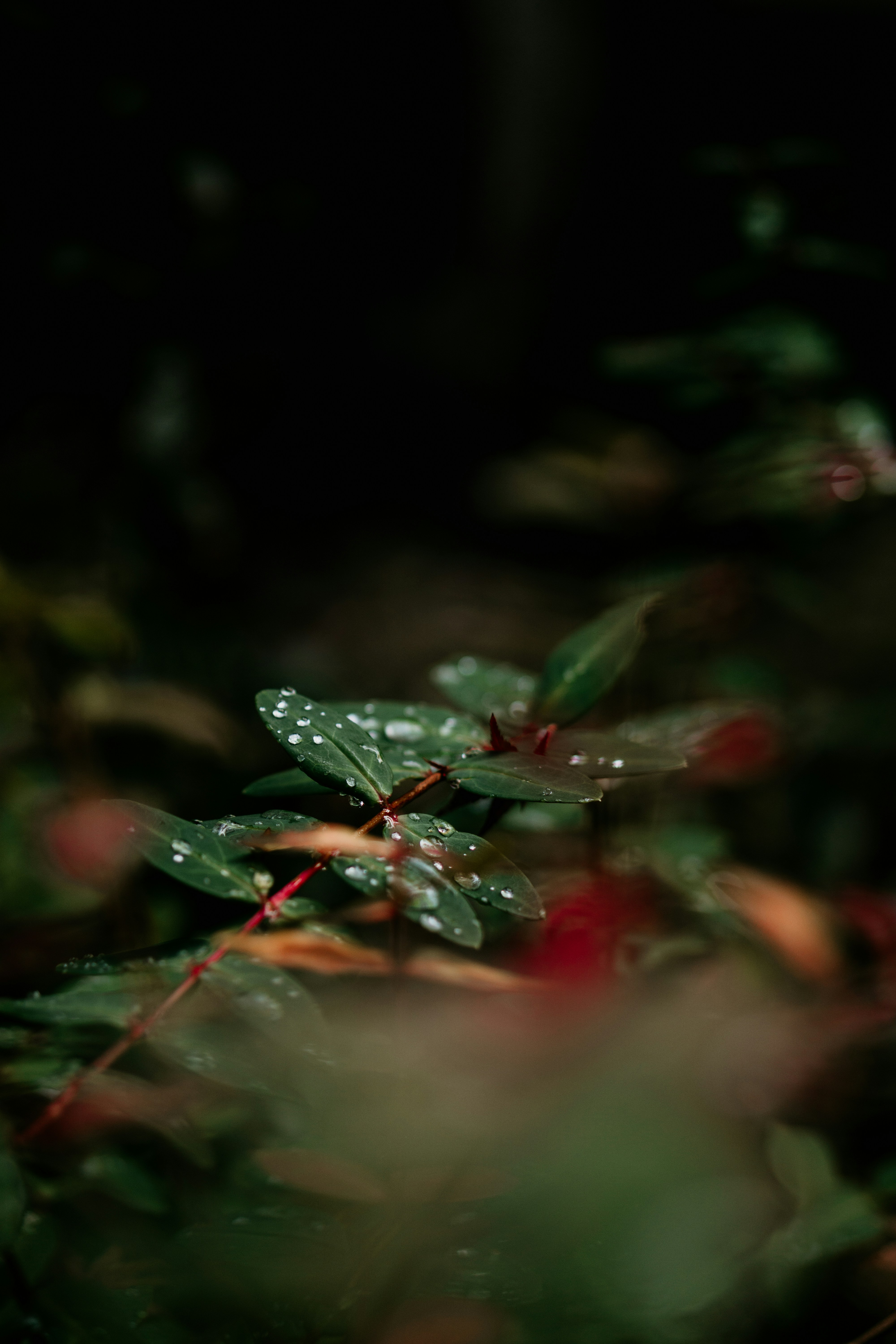 Photo by dianainjapan