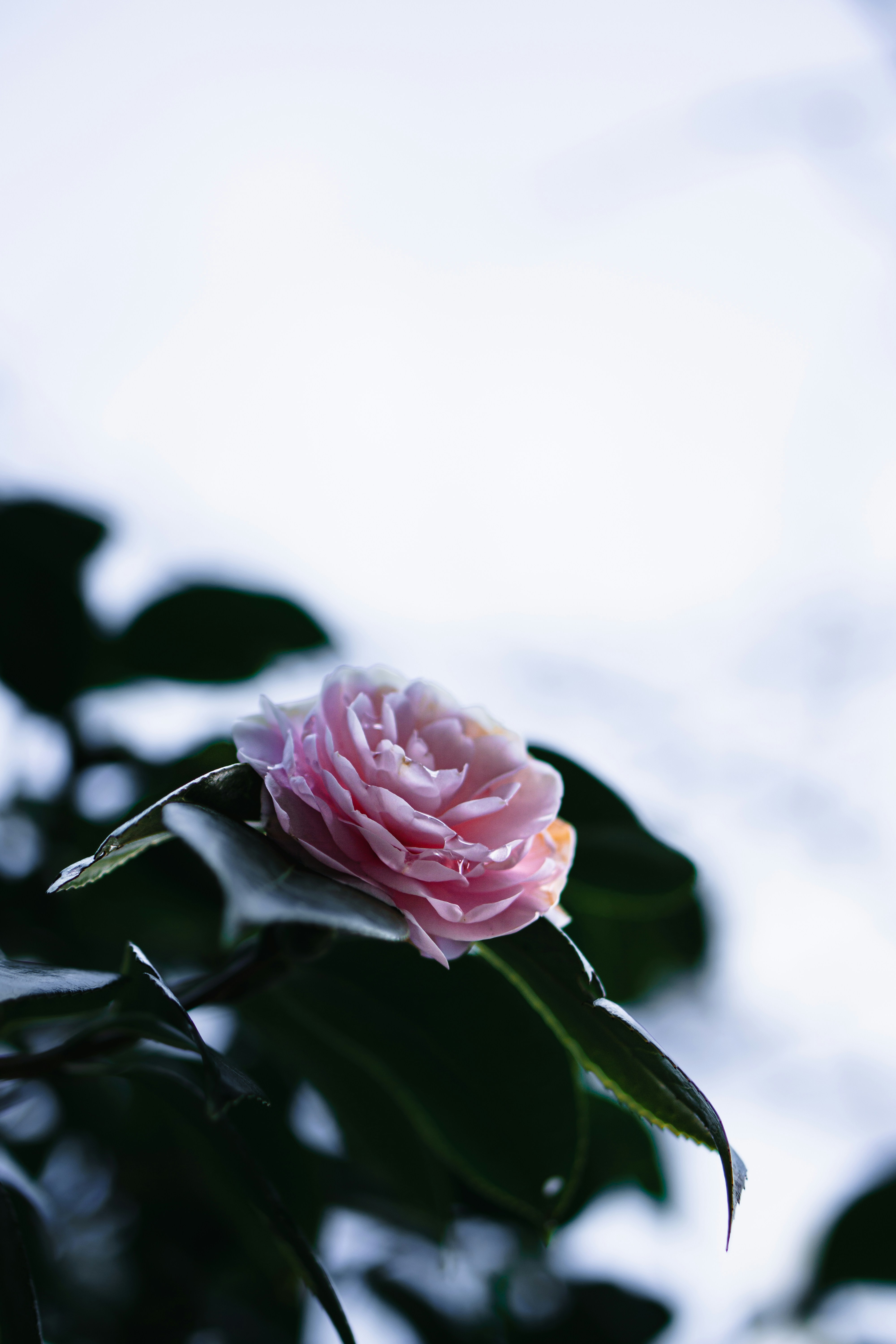 Photo by dianainjapan