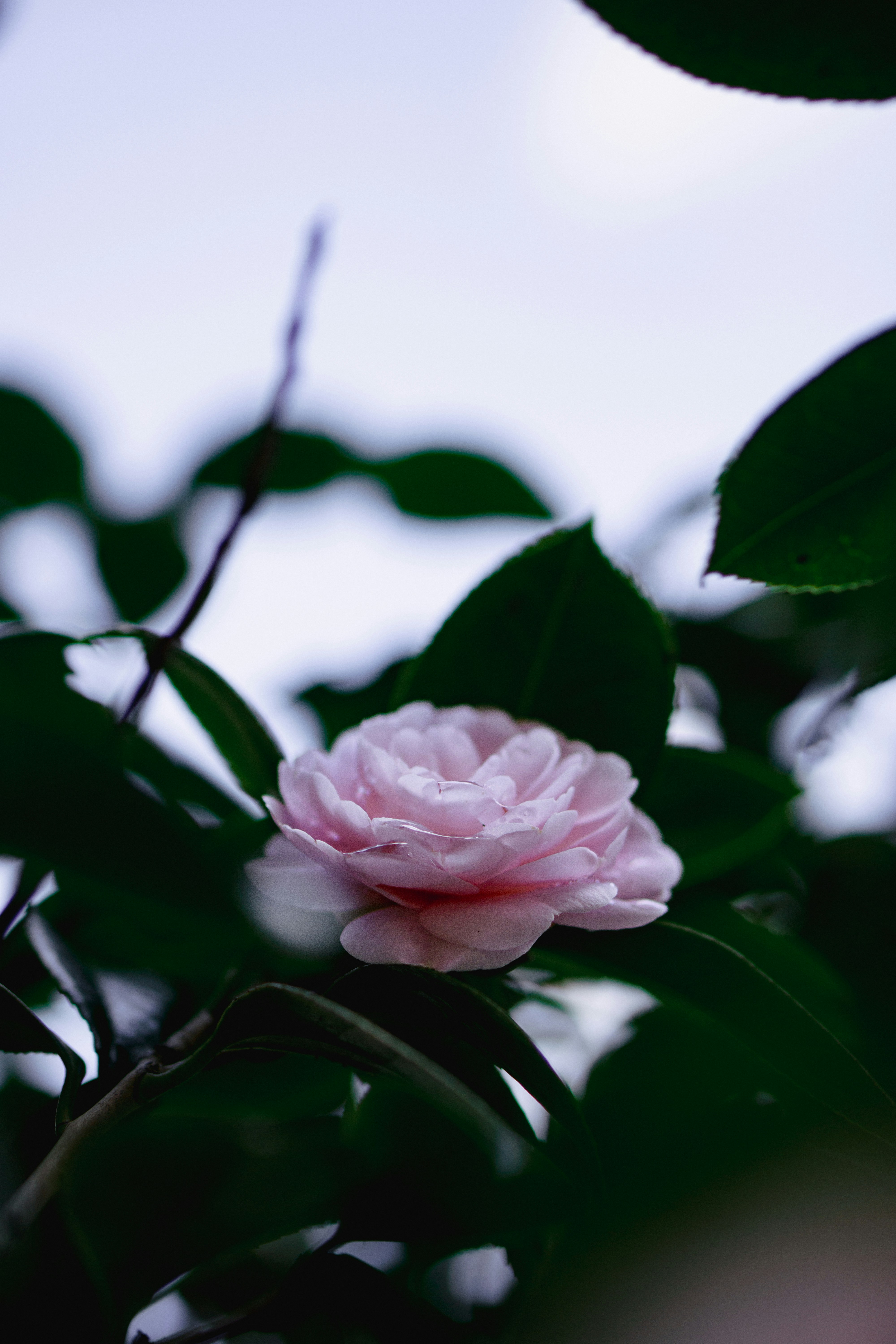 Photo by dianainjapan