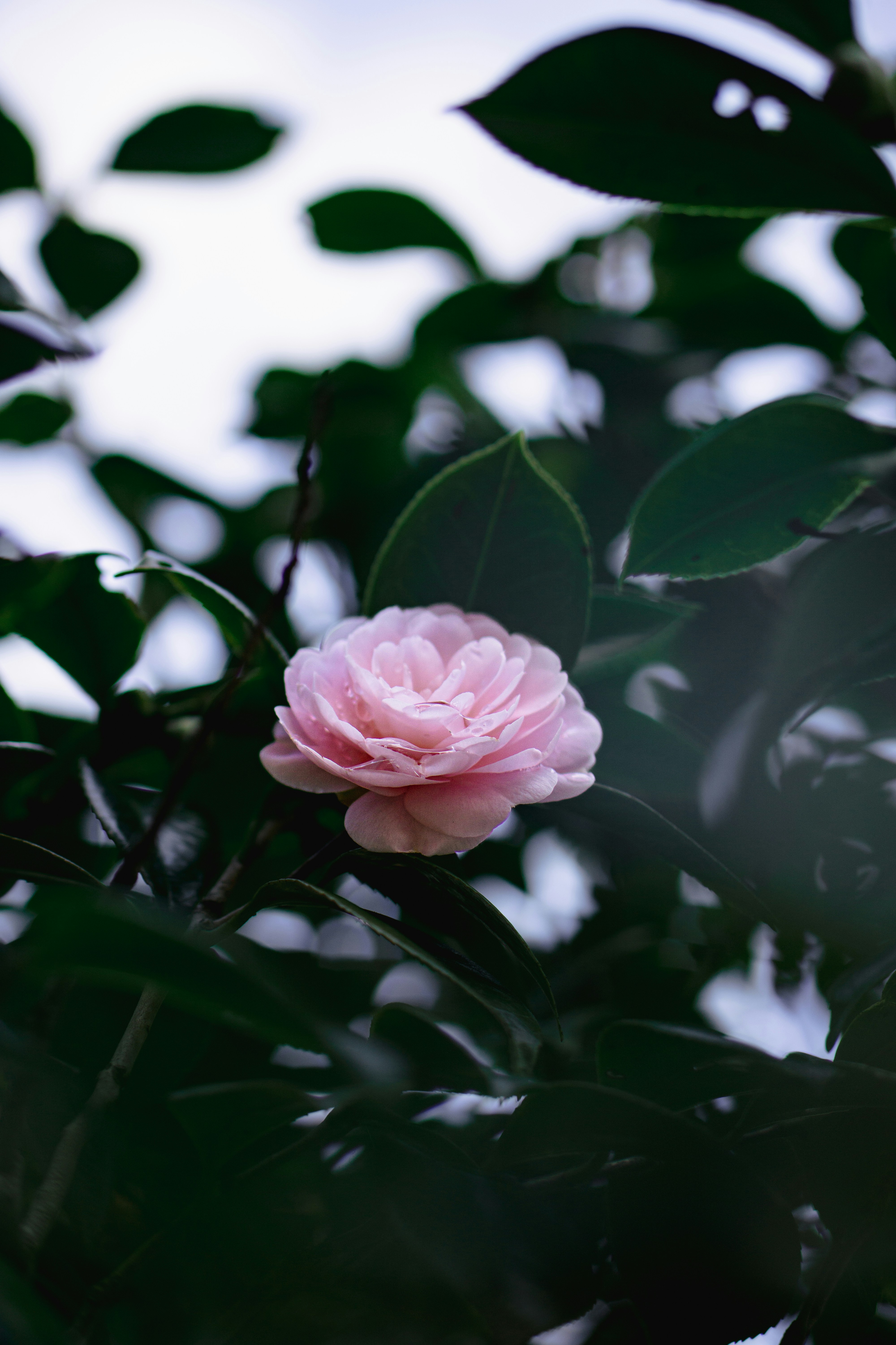 Photo by dianainjapan