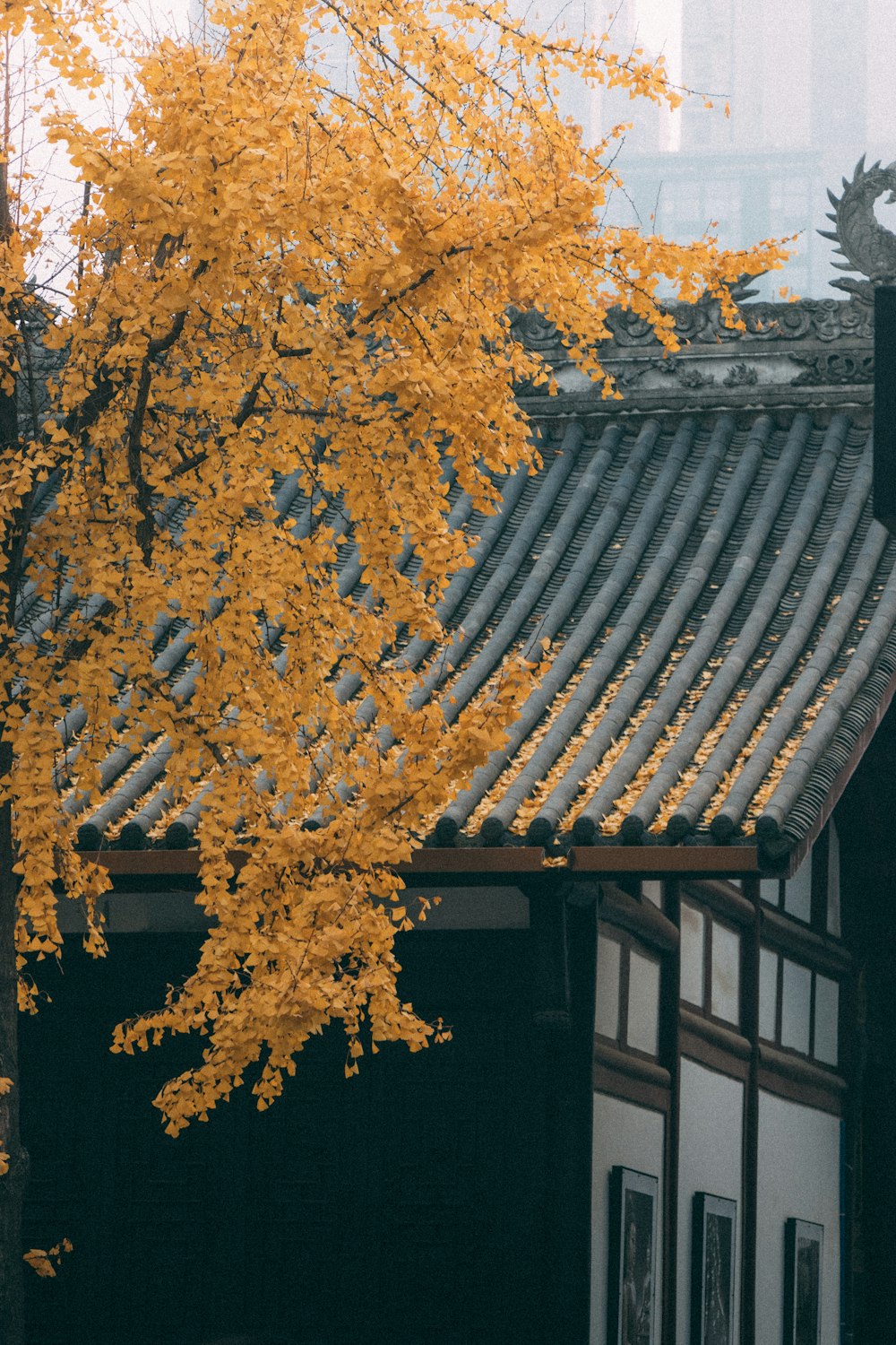 a tree with yellow leaves in front of a building