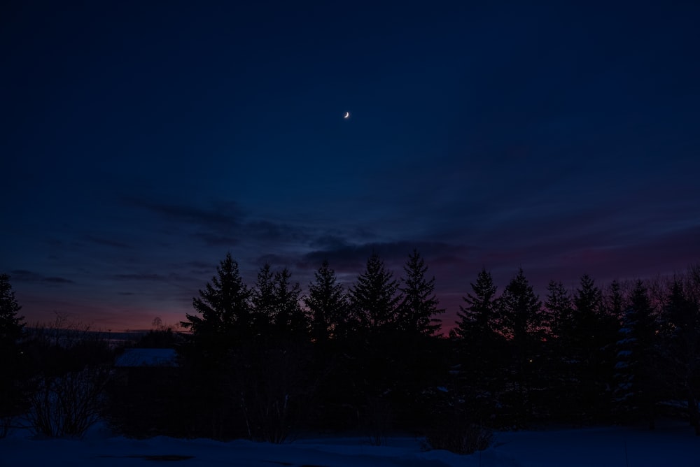 a full moon is seen in the sky above some trees