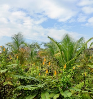 Lush green foliage of various tropical plants and palm trees with tall, slender palm leaves reaching upwards. Bright yellow flowers in clusters are scattered among the dense greenery, complemented by a clear blue sky with light white clouds.