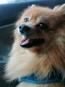 A fluffy dog with orange-brown fur and a cheerful expression. Its mouth is slightly open, showing its teeth and tongue. The dog is wearing a blue harness.