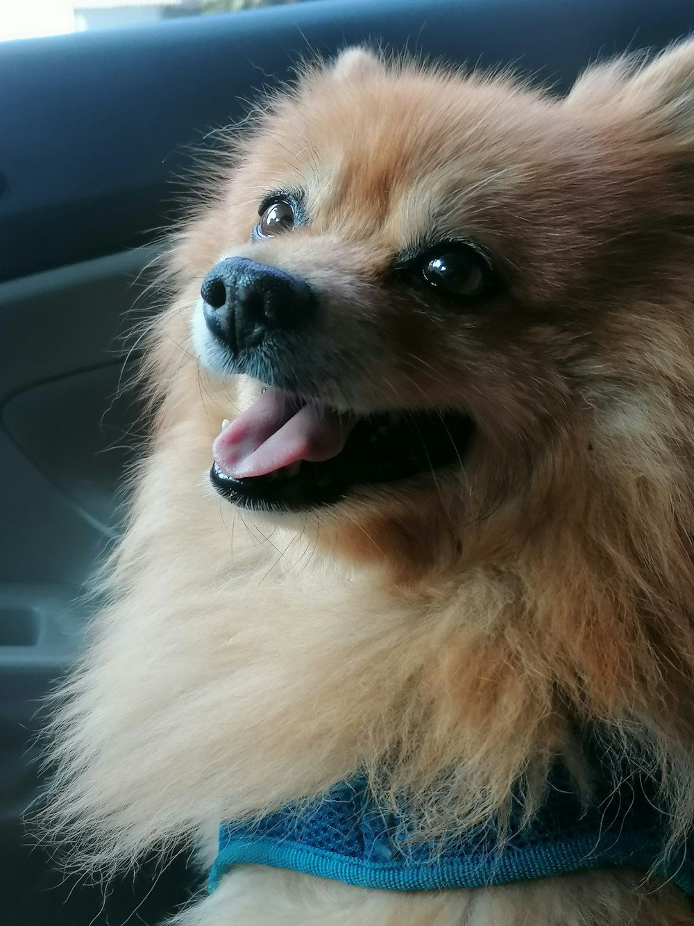 a small brown dog sitting in a car