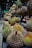 An assortment of durians with spiky shells arranged on the shelves of a market or store, with several rows extending into the background. The lighting highlights the texture and varied coloration of the fruit skins.