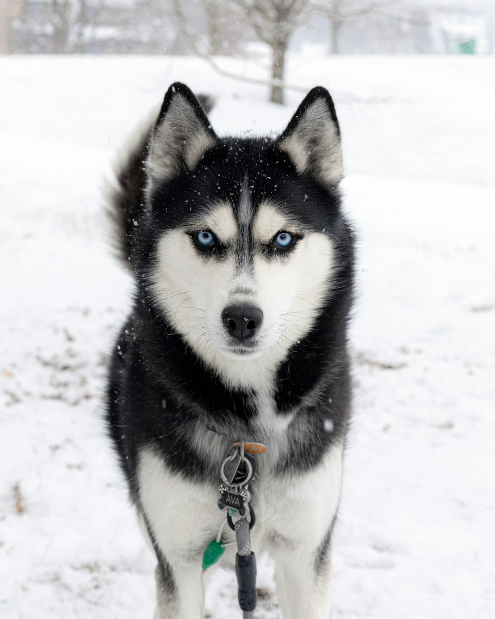 a husky dog with blue eyes standing in the snow