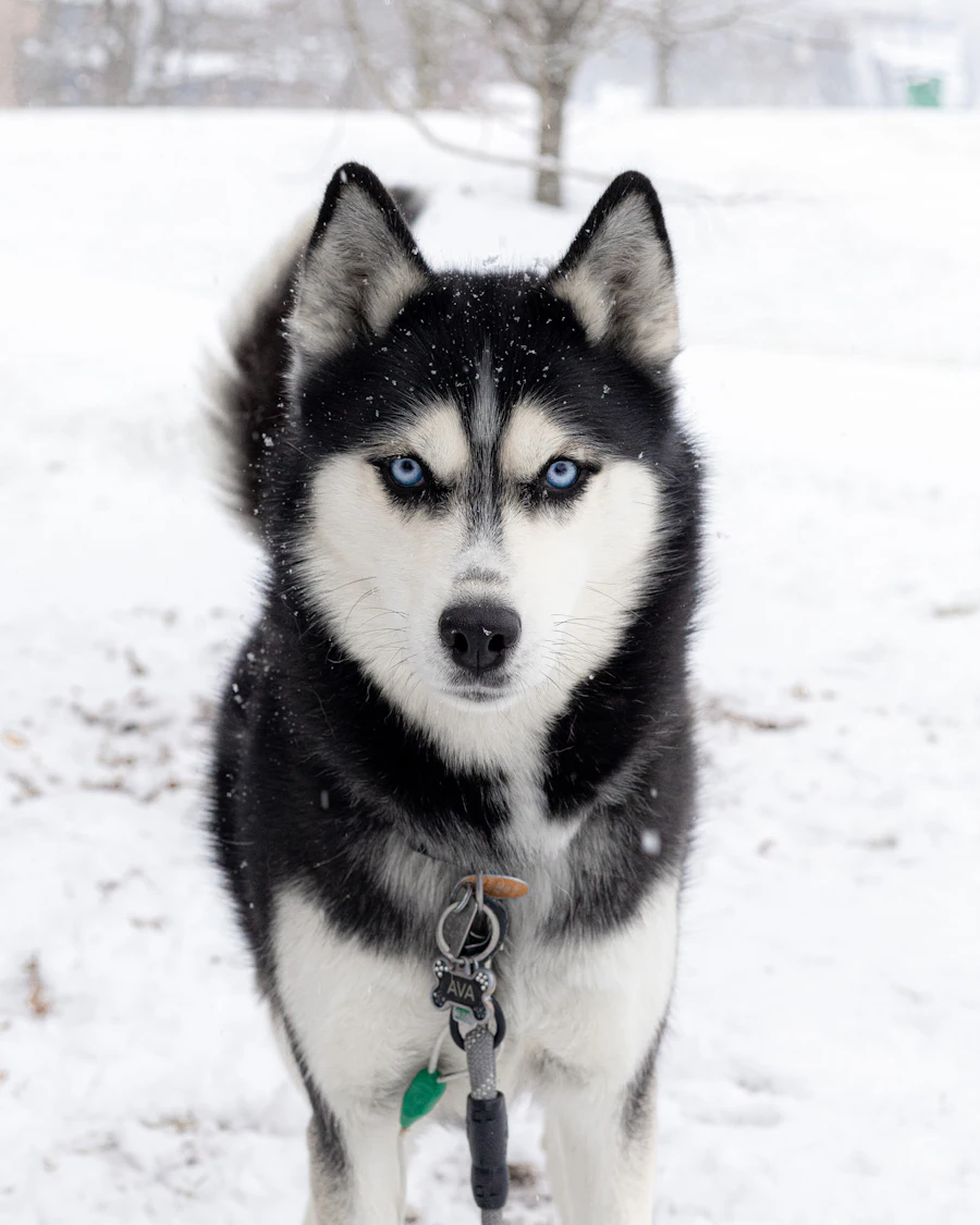 Husky aux yeux bleus dans la neige, photo d'illustration