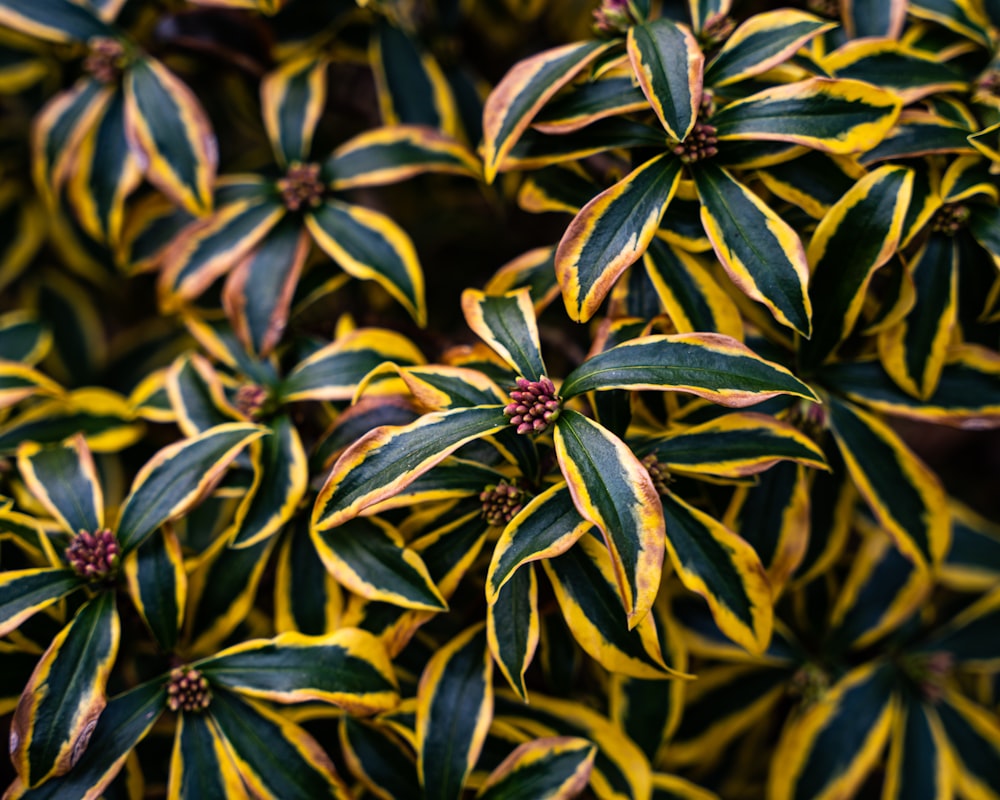 a close up of a plant with yellow and green leaves
