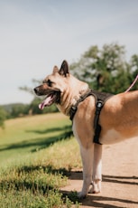 a large brown dog standing on top of a dirt road