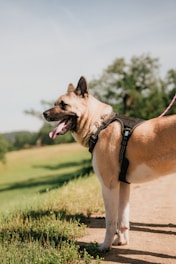 a large brown dog standing on top of a dirt road