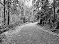 A winding path through a lush forest, inviting exploration.