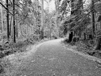 A tranquil forest path inviting exploration and adventure.
