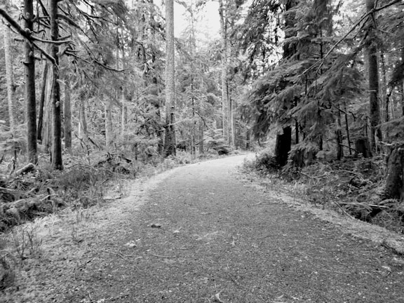 A winding path through a forest, inviting reflection and discovery.