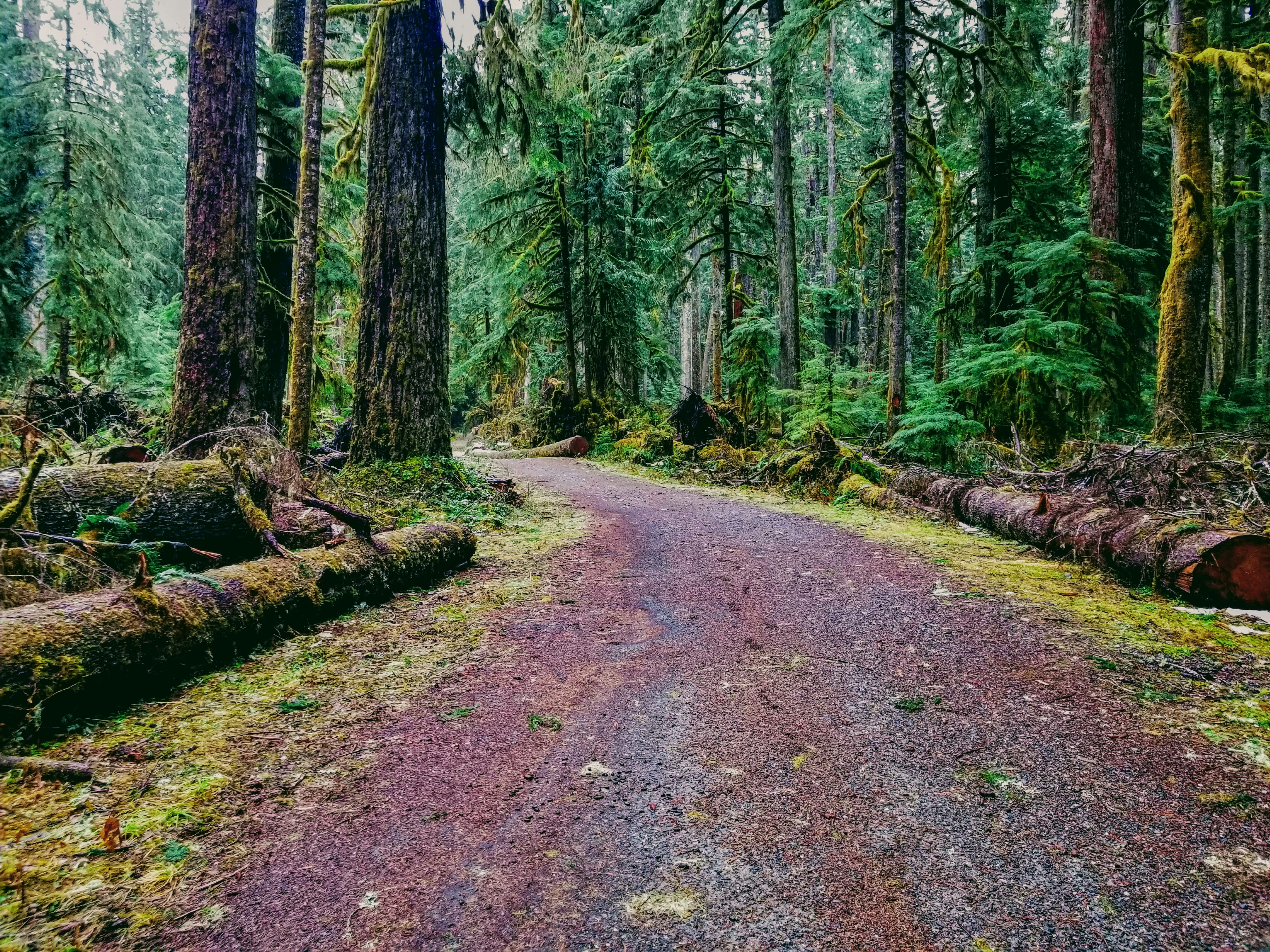 Dirt road in forest