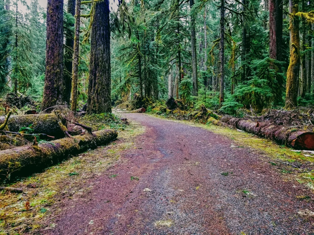 a dirt road in the middle of a forest