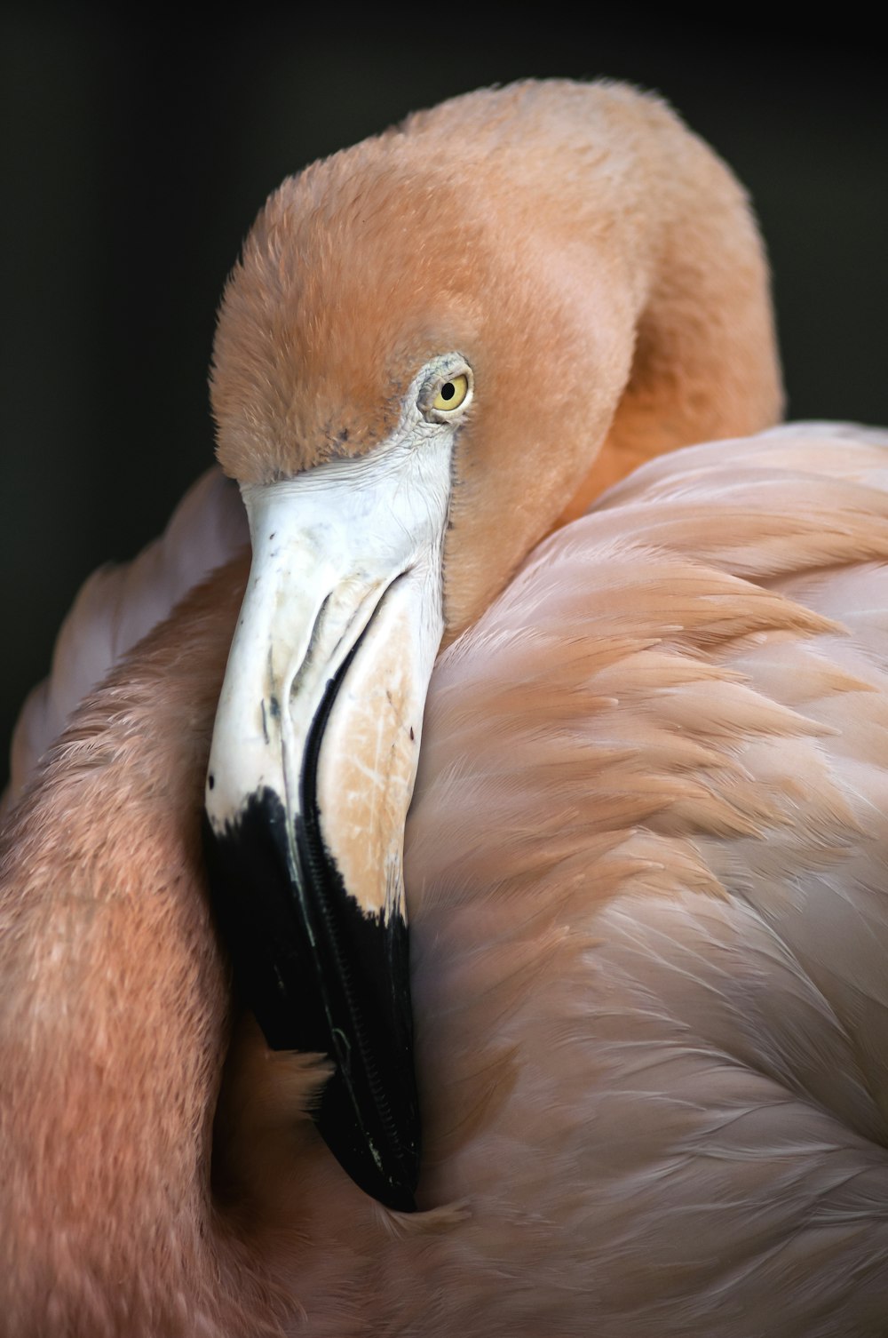 a close up of a bird with a long beak