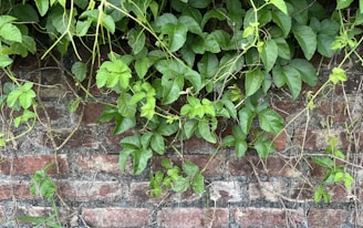 A brick wall is partially covered with lush green leaves and vines, creating a contrast between the natural and man-made elements. The leaves are broad and plentiful, with some vines hanging loosely down the wall.