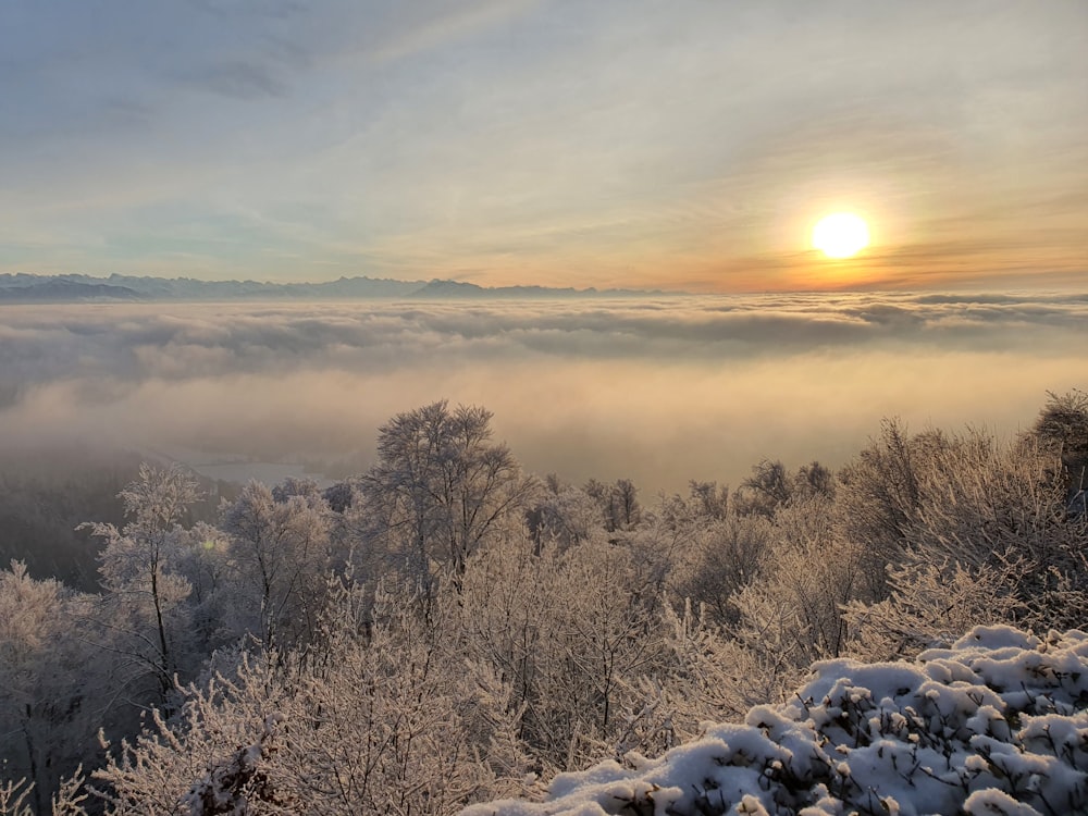 the sun is setting over a foggy forest