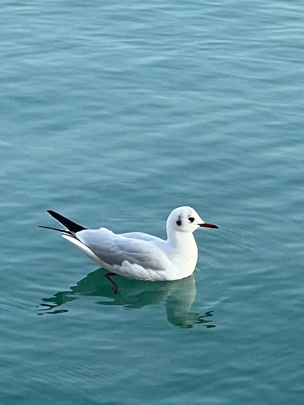 a seagull is swimming in a body of water