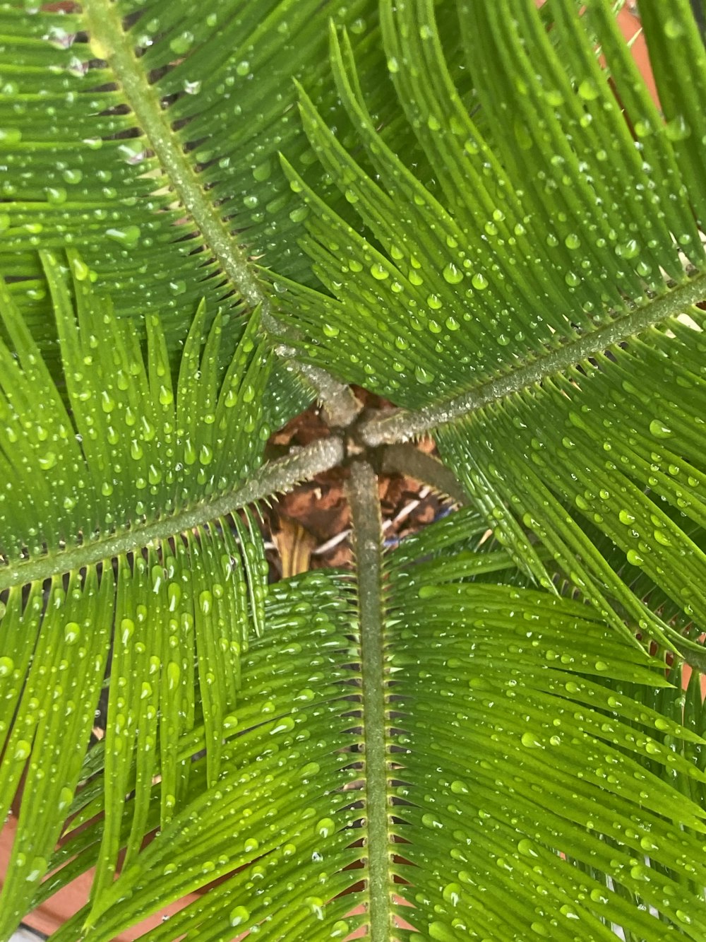 a close up of a green leaf with water drops