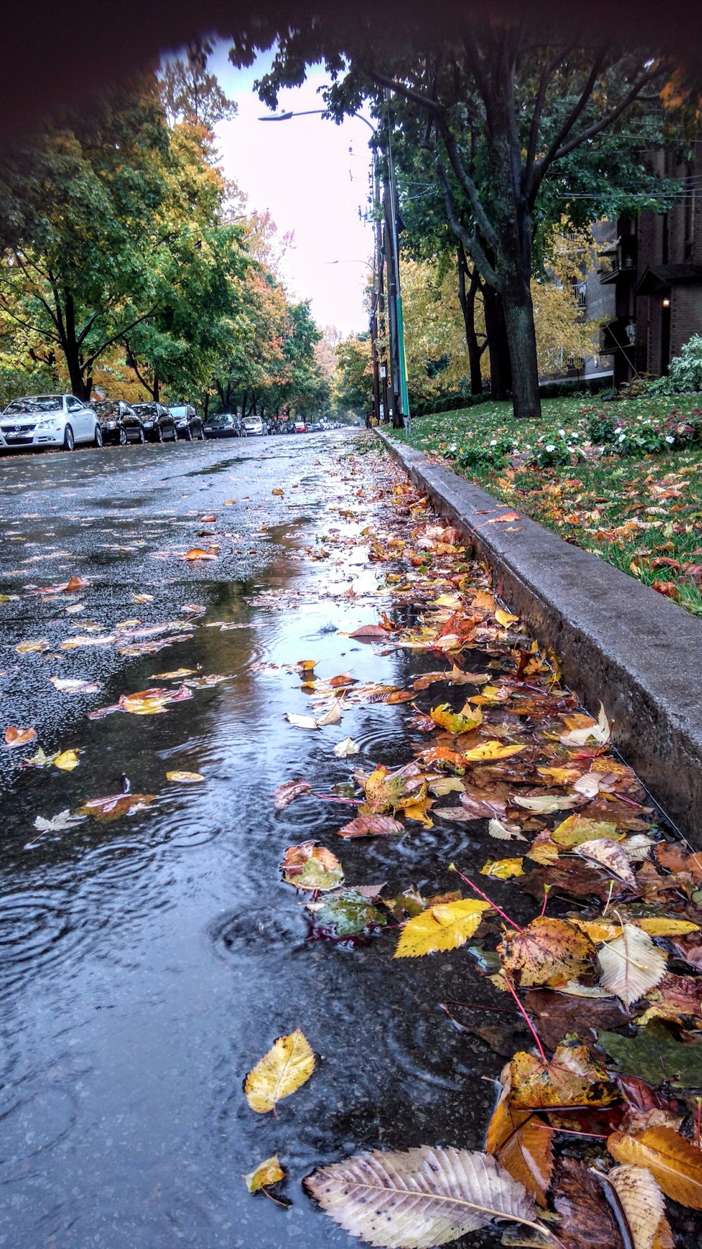 a street that has fallen leaves on the ground
