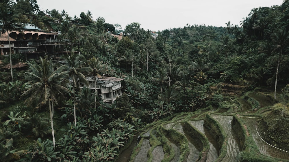 a house in the middle of a jungle