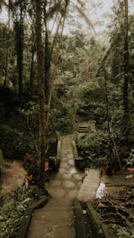 a path in the middle of a lush green forest
