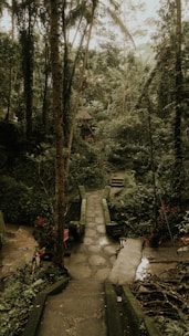 a path in the middle of a lush green forest